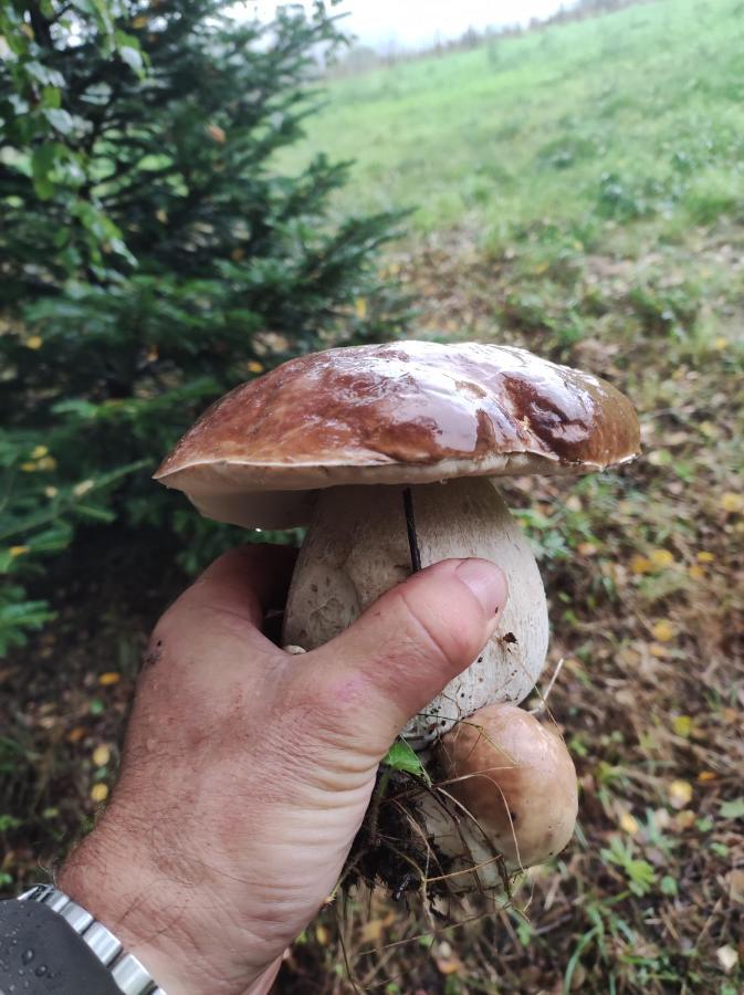 Rezydencja Bukowy Dwór Czarna  Exterior foto